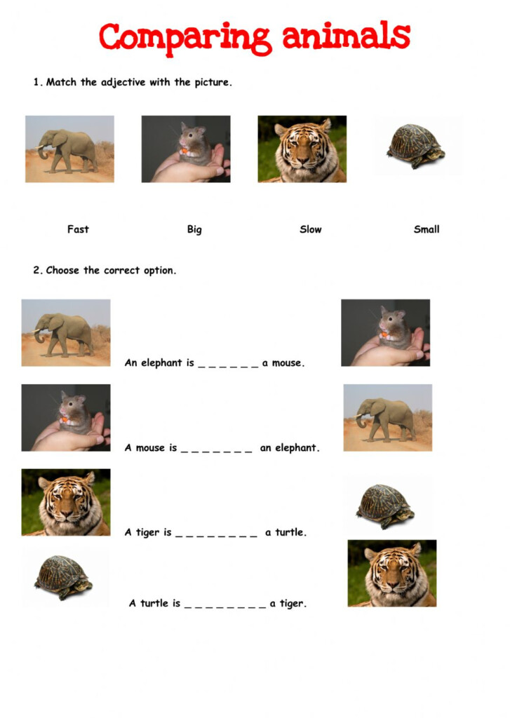 Comparing Animals Online Exercise