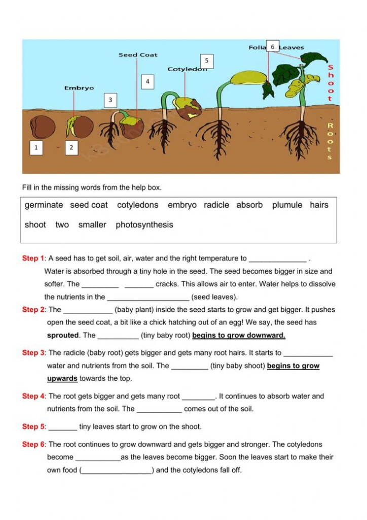 Germination Plants Worksheet In 2022 Plants Worksheets Plant 