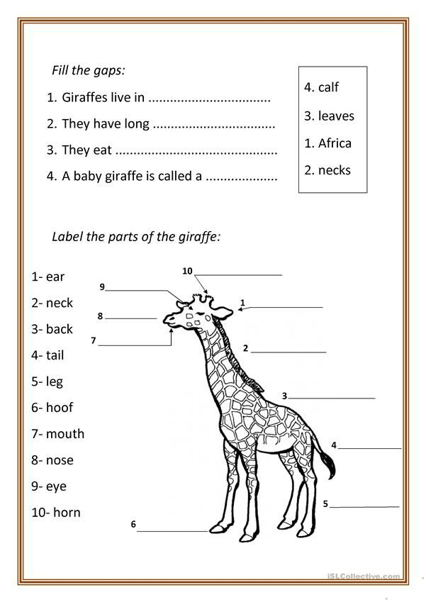 Giraffes English ESL Worksheets For Distance Learning And Physical 