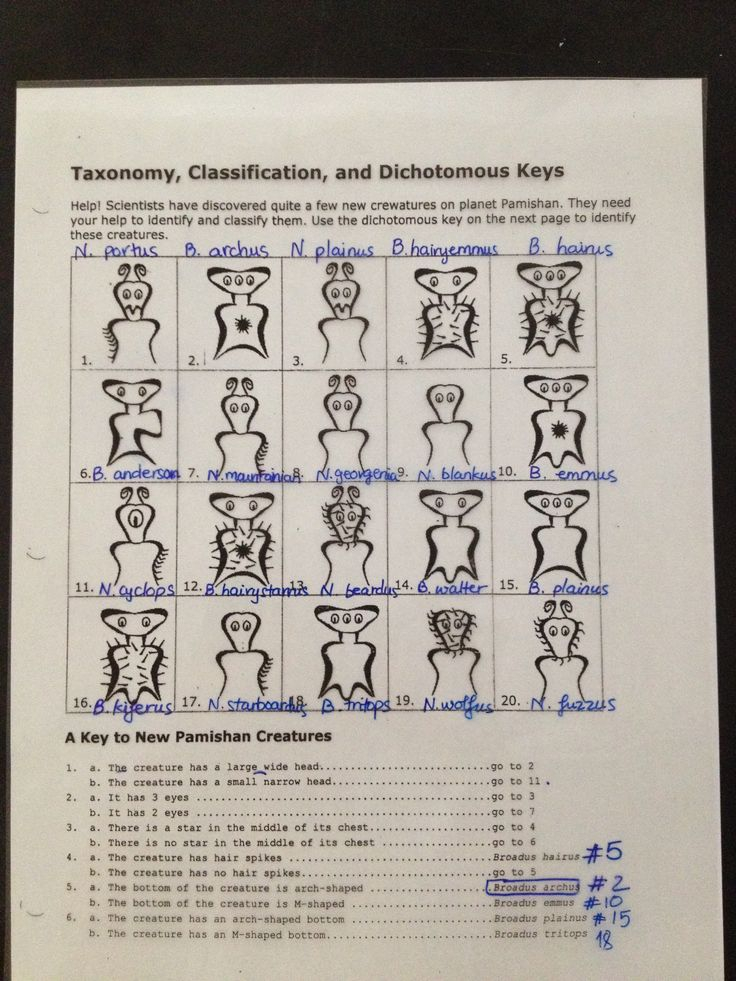 Pamishan Creature Dichotomous Answer Key JPG 2448 3264 Dichotomous 