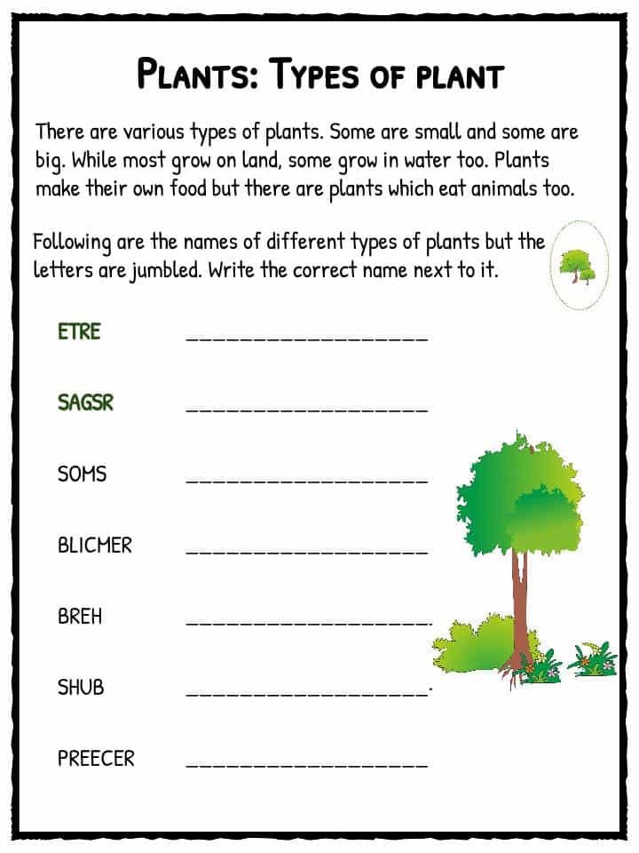 Types Of Plant Worksheet KidsKonnect